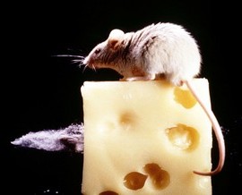 Rat And Cheese