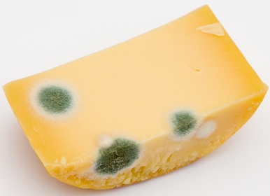 moldy cheese head