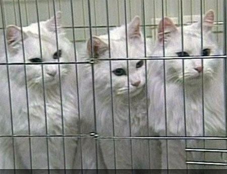 three Turkish Angora cats