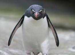 angry-penguin2.jpg
