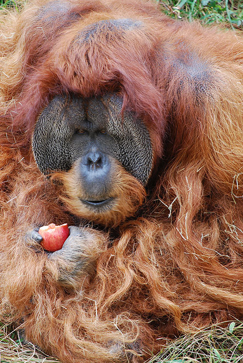 orangutan4.jpeg
