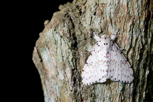 white-moth.jpg
