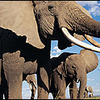 text_messaging-elephants-google_earth_nfn-jpg.jpeg