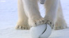 polar-bear-breaks-snowball-cam.jpg