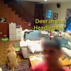 Thumbnail image for home-surveillance-deer-headlights.jpg