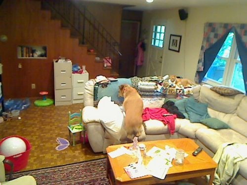 home-surveillance-jessie-jumps-on-couch.jpg