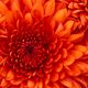 Thumbnail for Flower flowers everywhere
