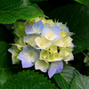 Thumbnail image for Hydrangeas.jpg