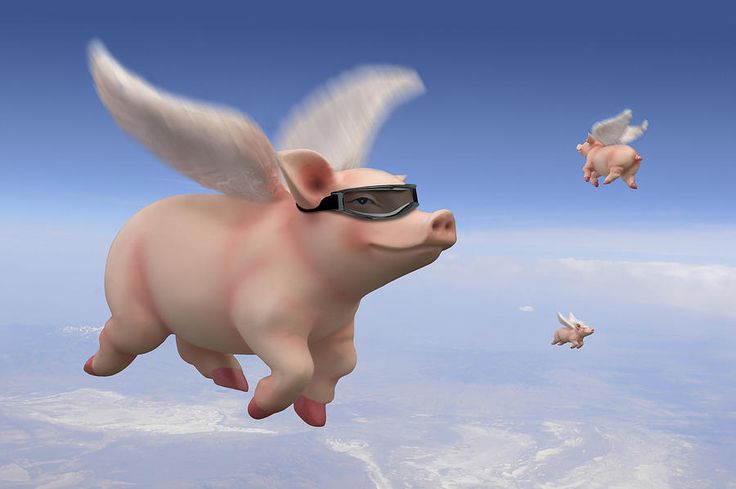 flying pigs.jpg