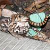 toad-swallow-snake-picture.jpg