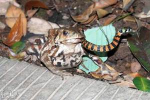 toad-swallow-snake-picture.jpg